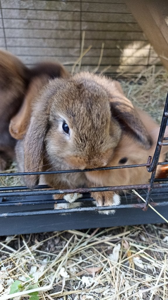 hangoor konijntjes, Dieren en Toebehoren, Konijnen, Meerdere dieren, Dwerg, Hangoor