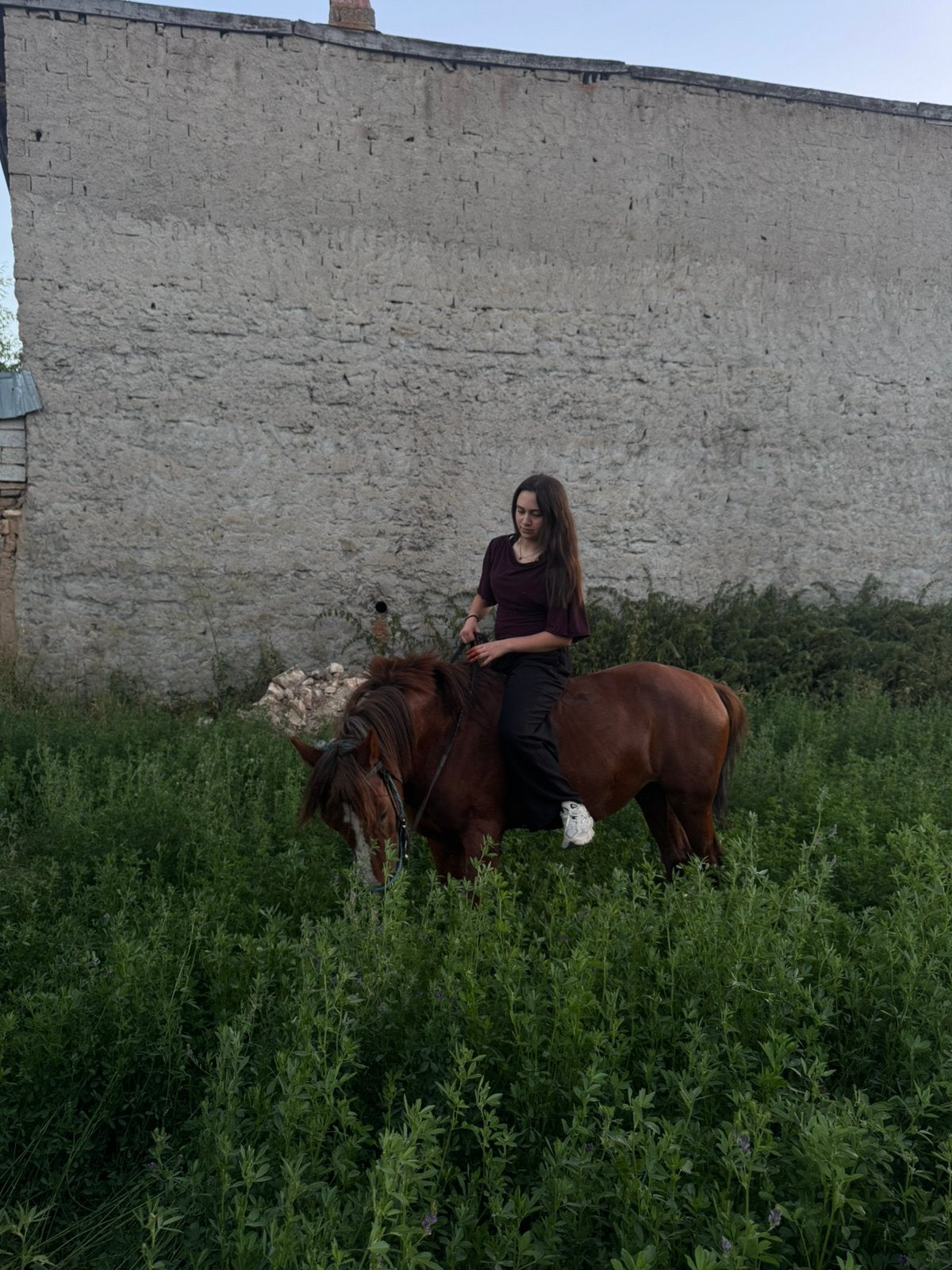 Springpaard gezocht