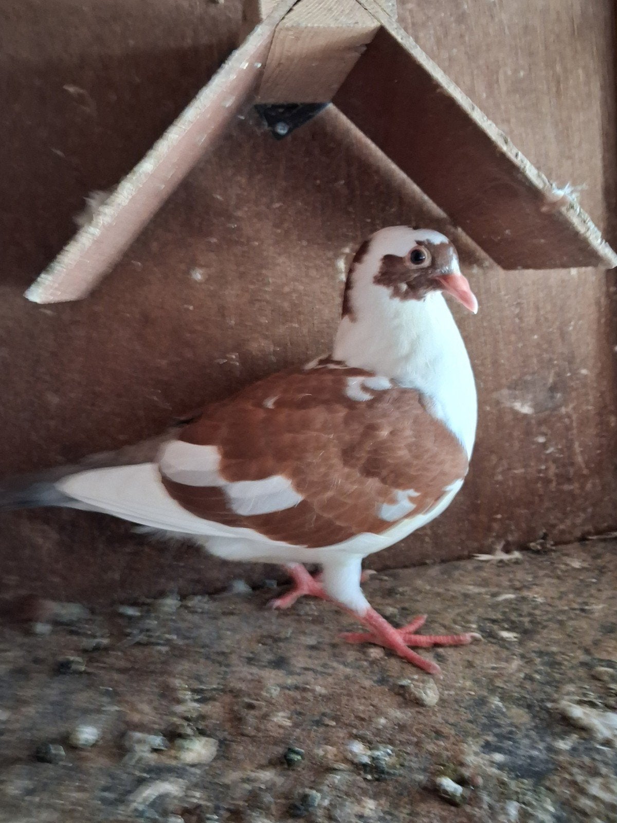 duiven, Dieren en Toebehoren