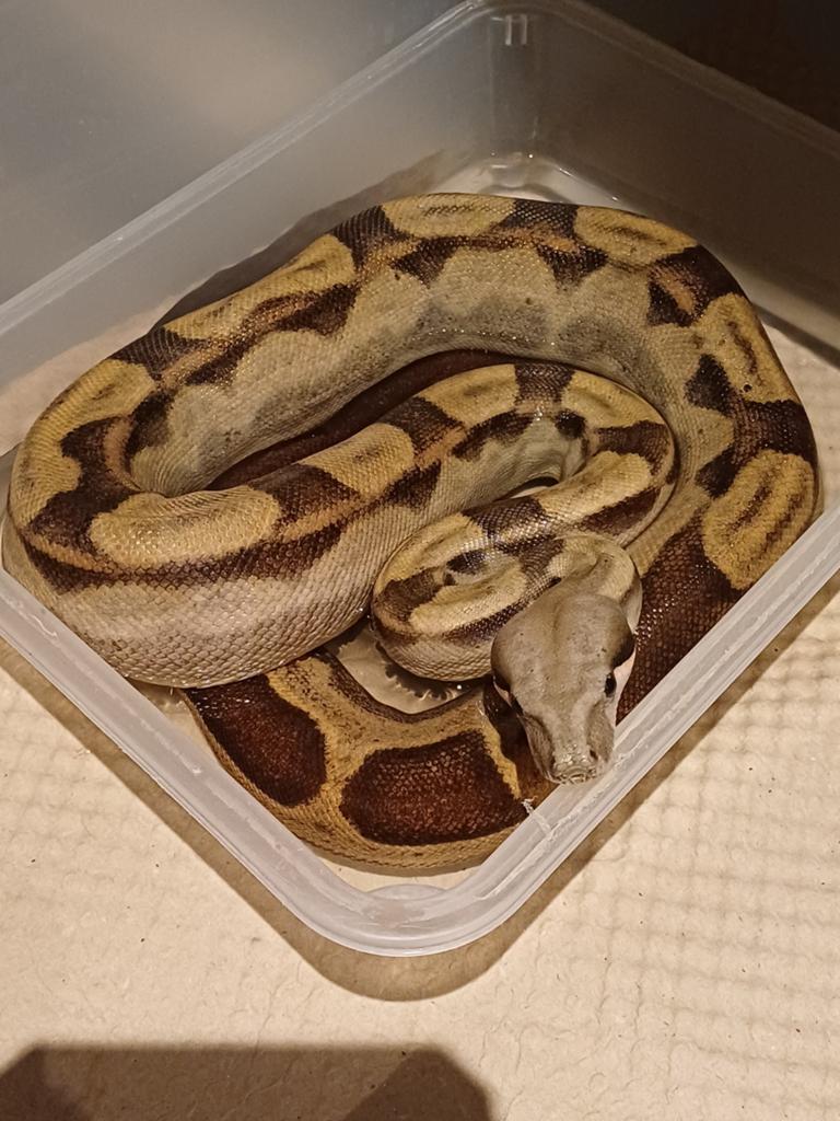 Boa imperator motley pos het vpi pos het Leopard.
