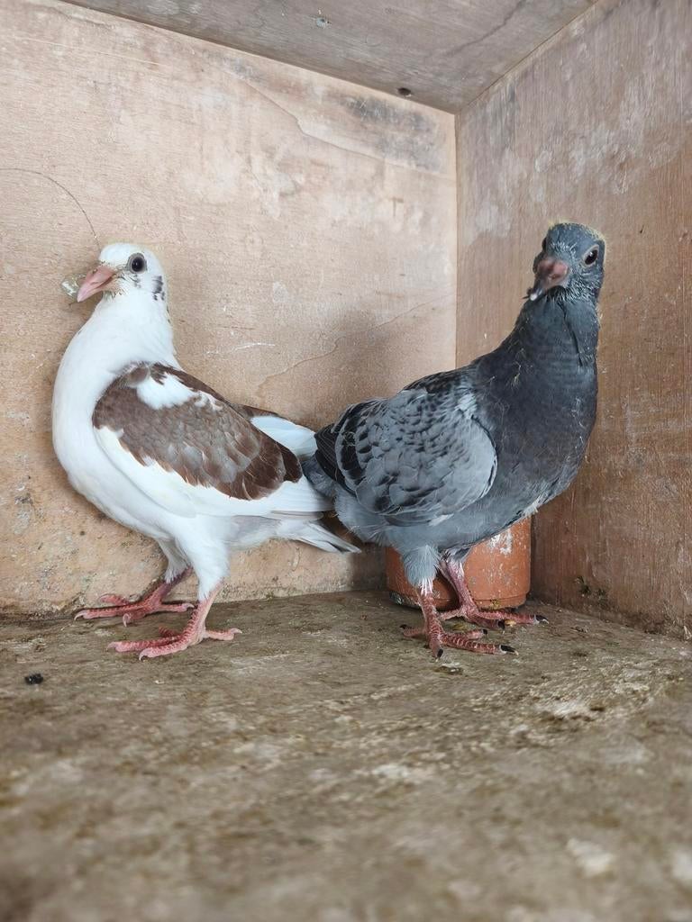 Reisduiven te koop, Dieren en Toebehoren, Vogels | Duiven
