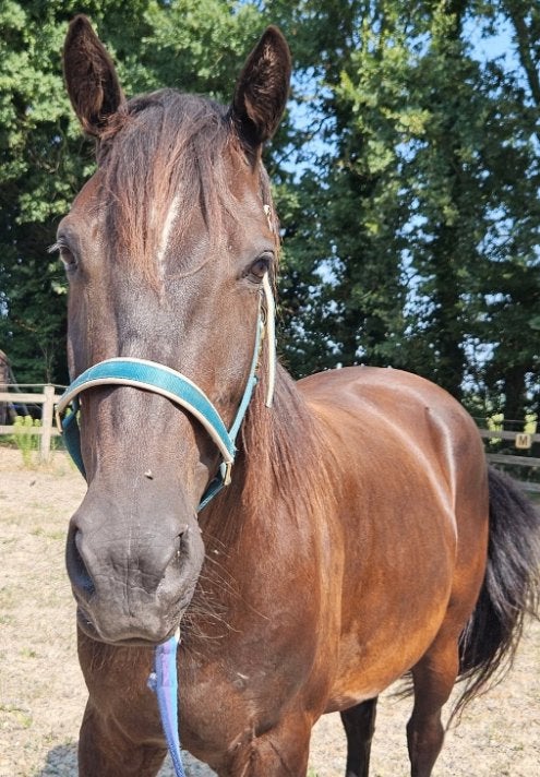 24/7 buiten plaats voor paard gezocht (Regio Stabroek), Dieren en Toebehoren