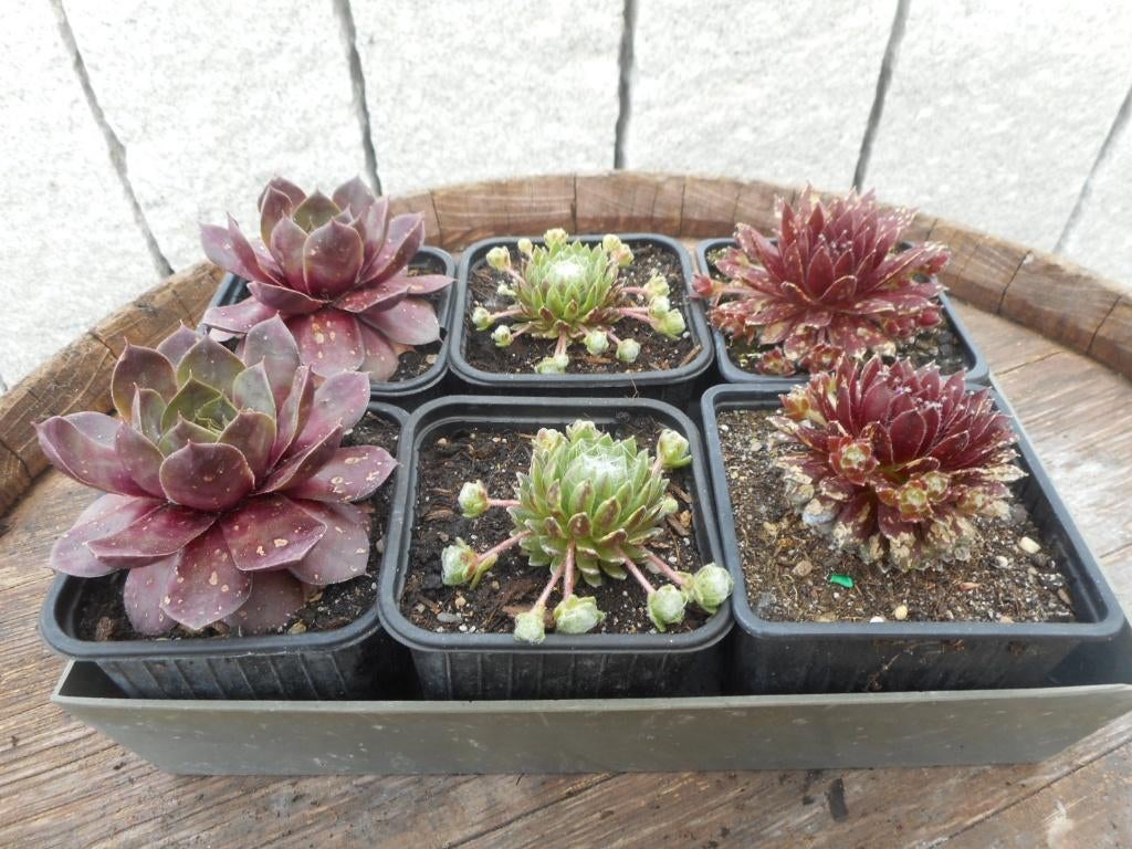 plantes, Plein soleil, Été, Plante fixe, Enlèvement ou Envoi