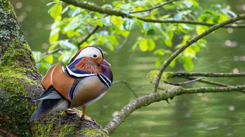 mandarijneenden, Dieren en Toebehoren, Eend