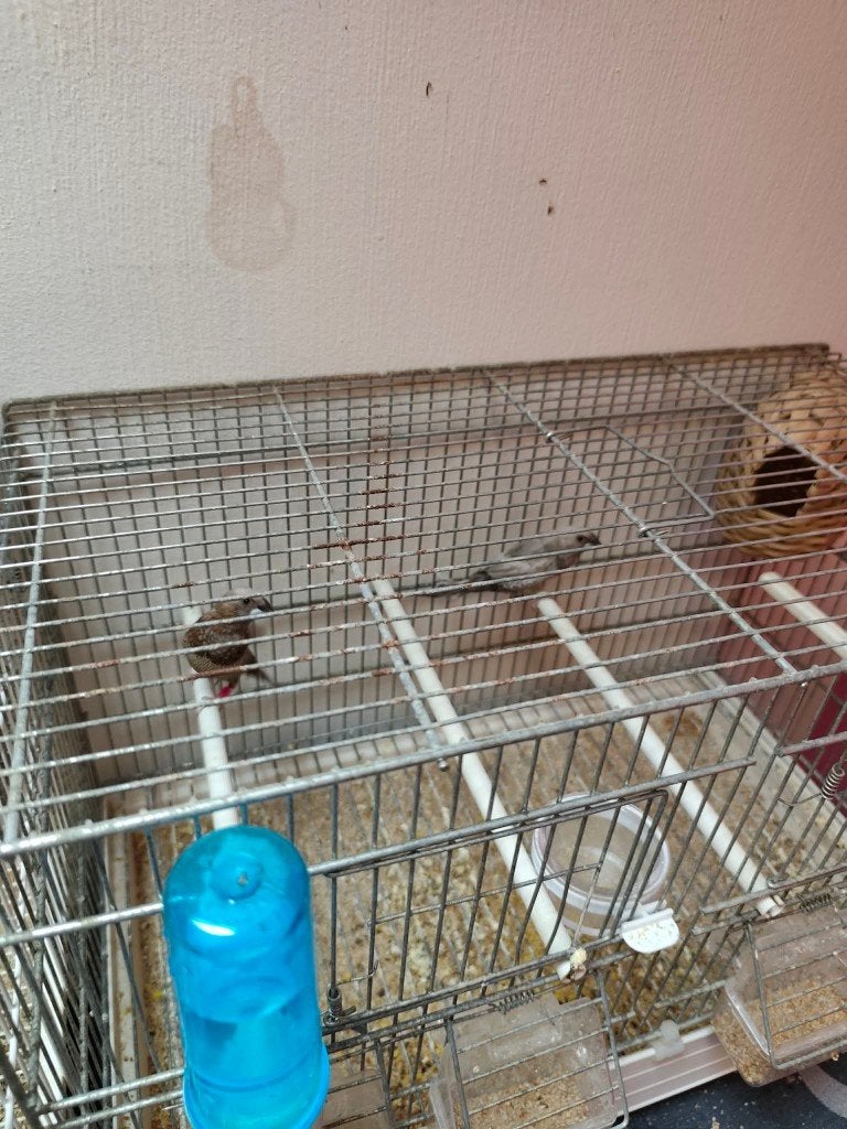 Kanaries en exoten, Dieren en Toebehoren, Meerdere dieren, Kleurkanarie