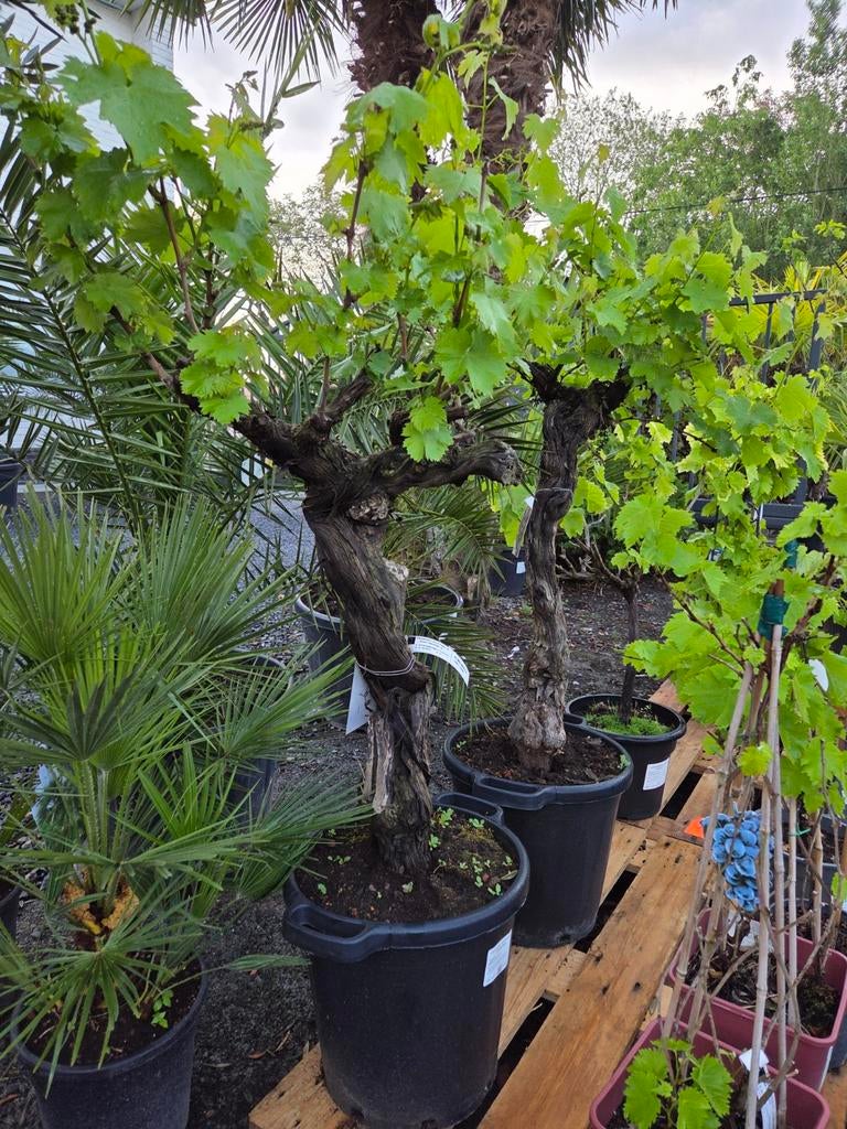 Druivelaar Bonsai, Tuin en Terras, Planten | Bomen, Ophalen