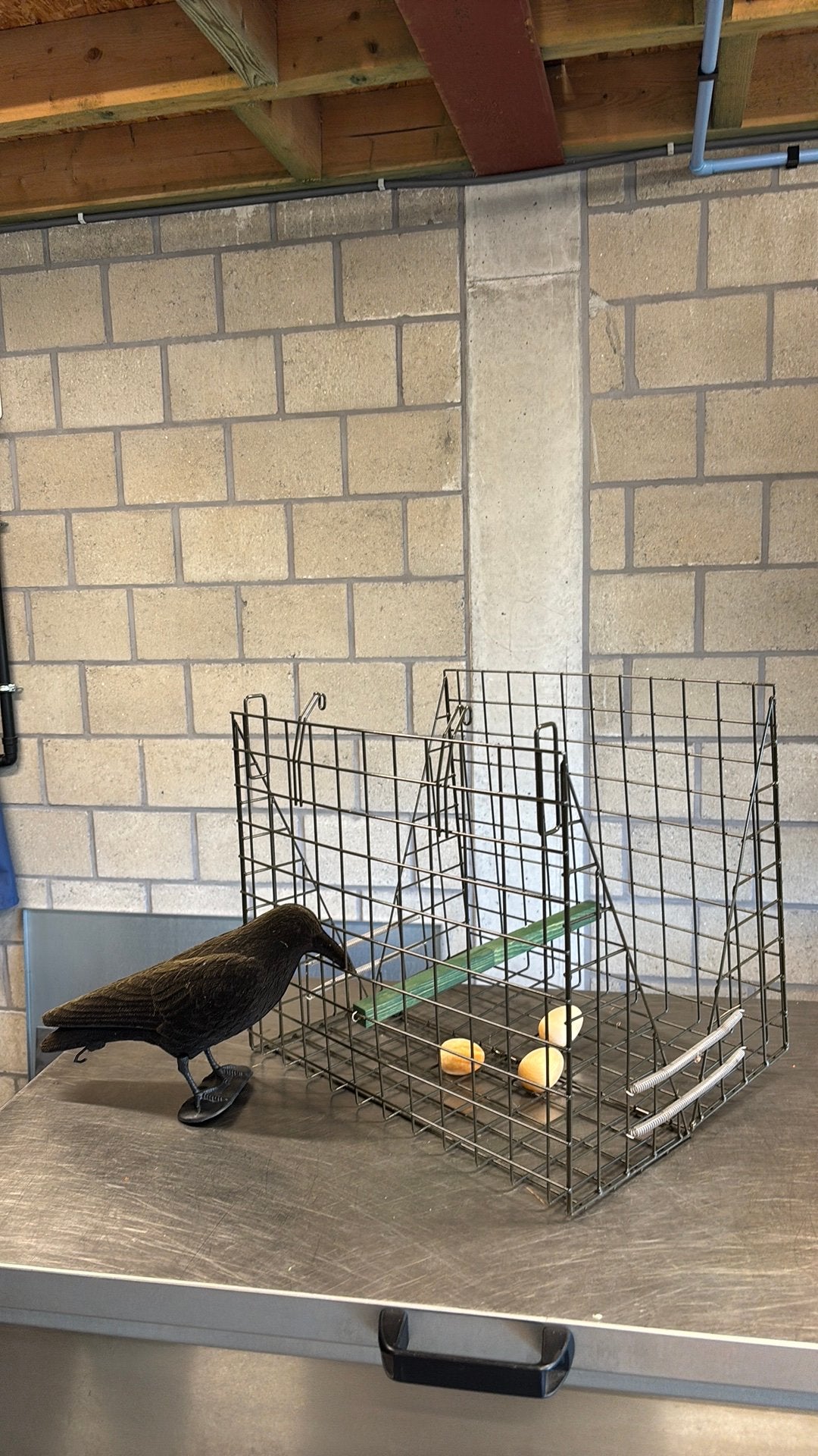 Cage à pièges, Enlèvement, Comme neuf