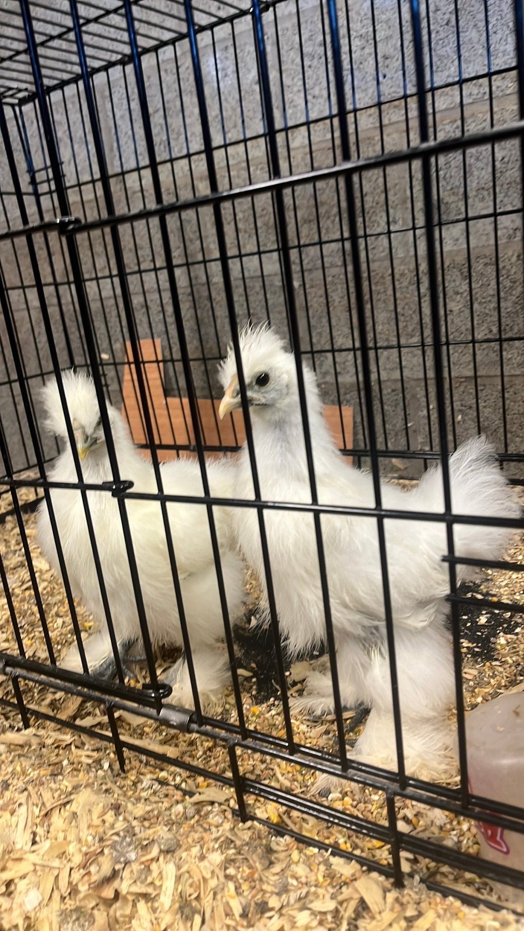 2 jonge zijdehoen hanen, Dieren en Toebehoren, Mannelijk, Kip