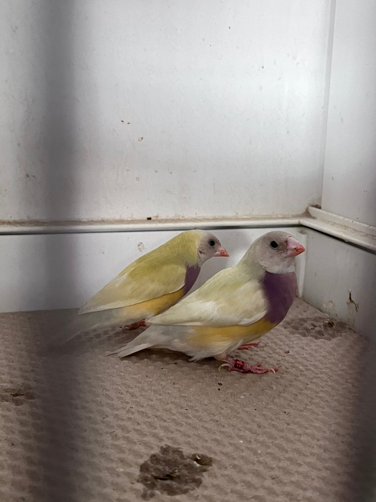 Gouldamandine poppen, Animaux & Accessoires, Oiseaux | Oiseaux Autre, Bagué