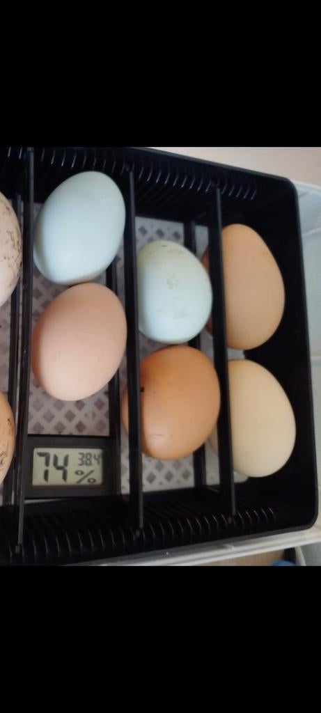 Oeufs fécondé 50 cents