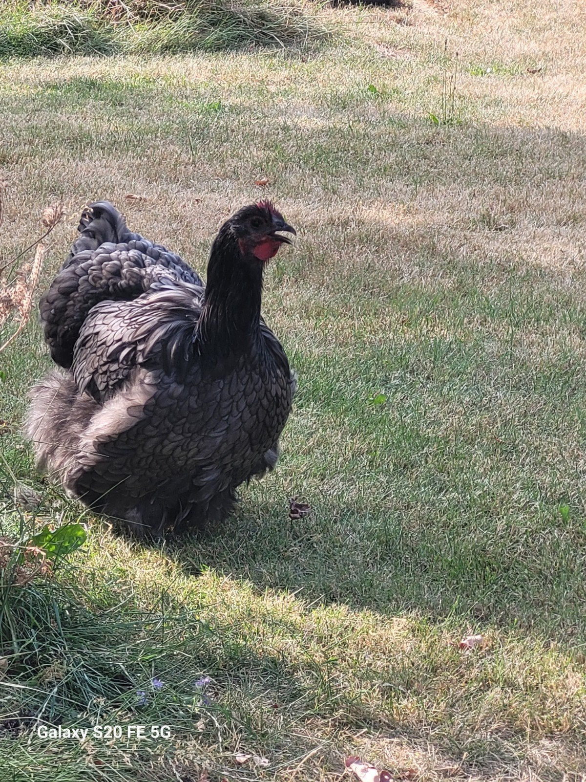 Orpington hen, Animaux & Accessoires, Volatiles, Femelle, Poule ou poulet