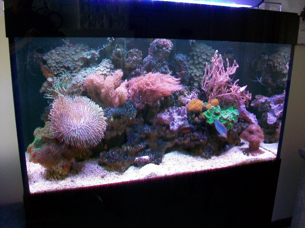 Zeeaquarium 100x50x60, Aquarium vide, Enlèvement, Utilisé, Chauffage
