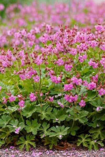 Geranium vaste bodembedekker, Tuin en Terras, Ophalen, Vaste plant