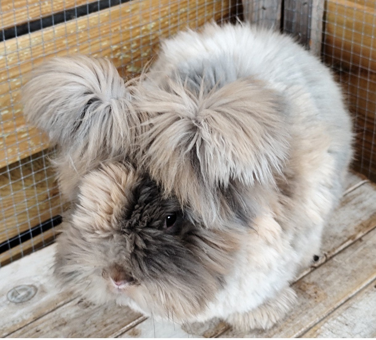Ras zuiver Engelse Angora Japanner voedster 8 mnd oud, Dieren en Toebehoren
