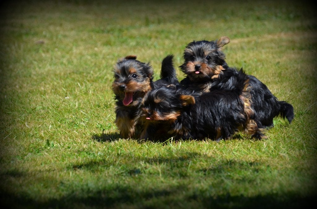 mini Yorkshire Terrier pups, Dieren en Toebehoren, Honden | Jack Russells en Terriërs, Reu, Yorkshire Terriër, Fokker | Professioneel
