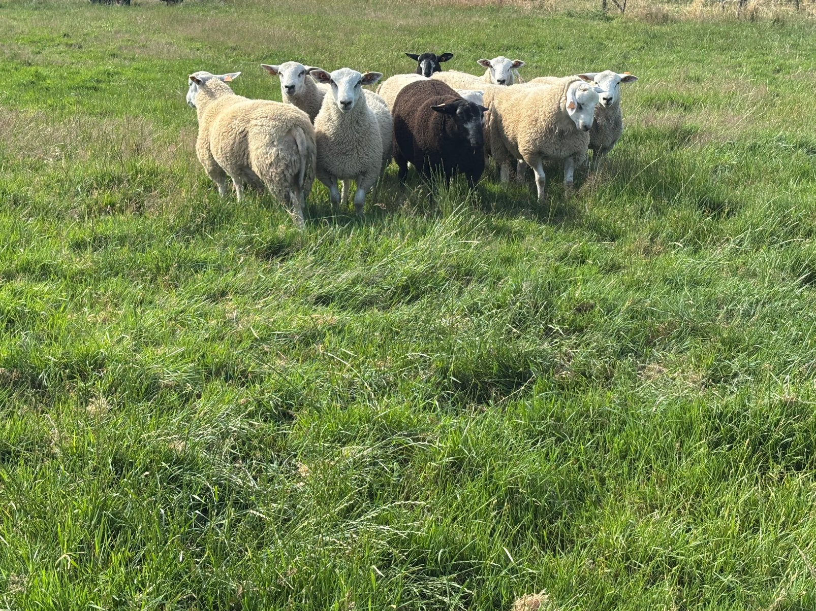 Stamboek swifter rammen, Dieren en Toebehoren, Mannelijk, Schaap, 0 tot 2 jaar