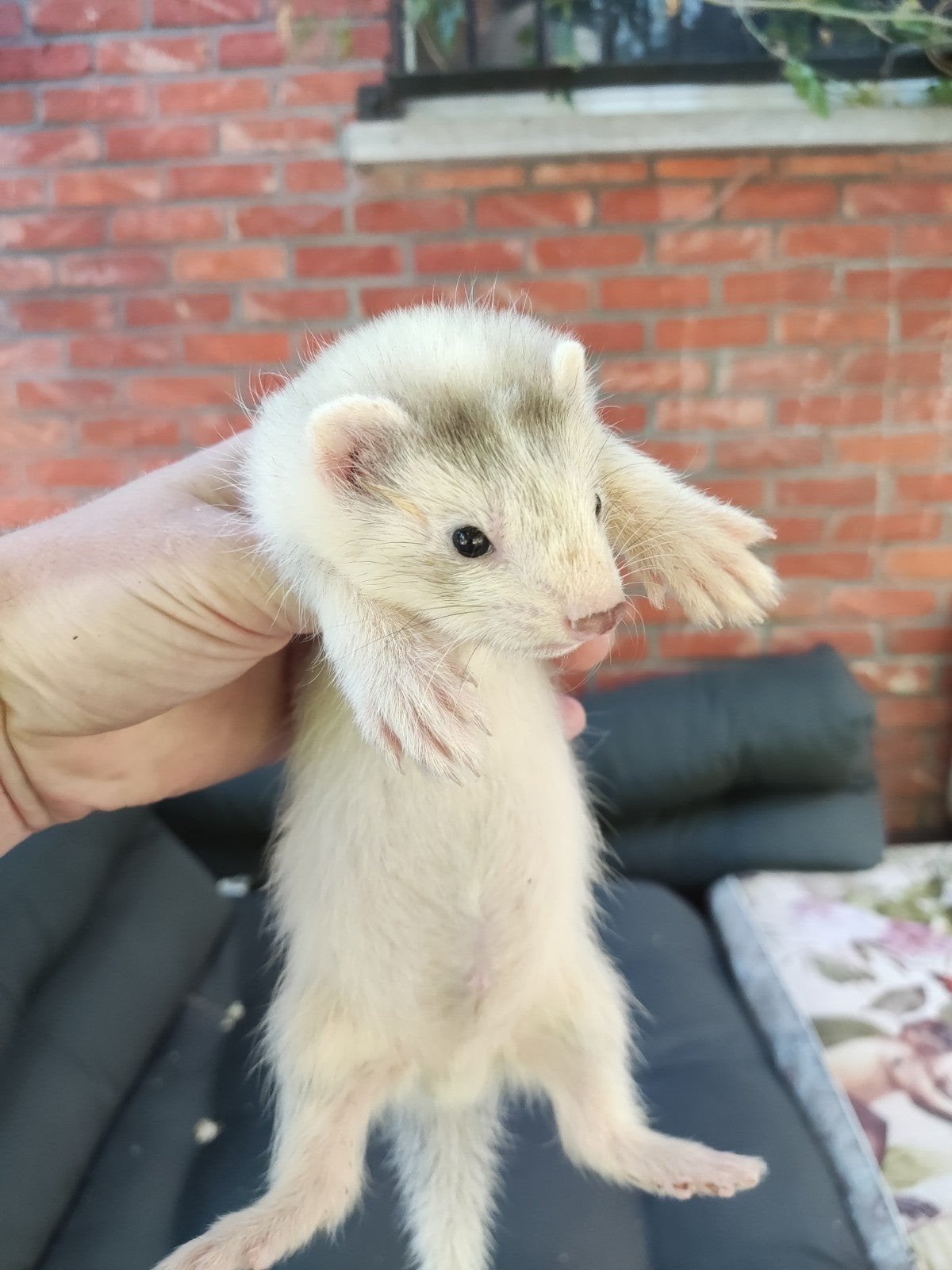 Fretten pups, Animaux & Accessoires, Mai, Mâle