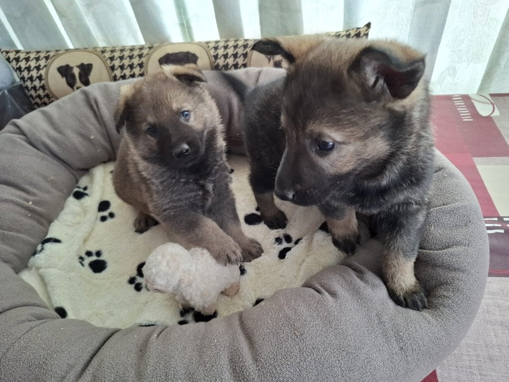 Wolfsgrauwe Duitse herder pups