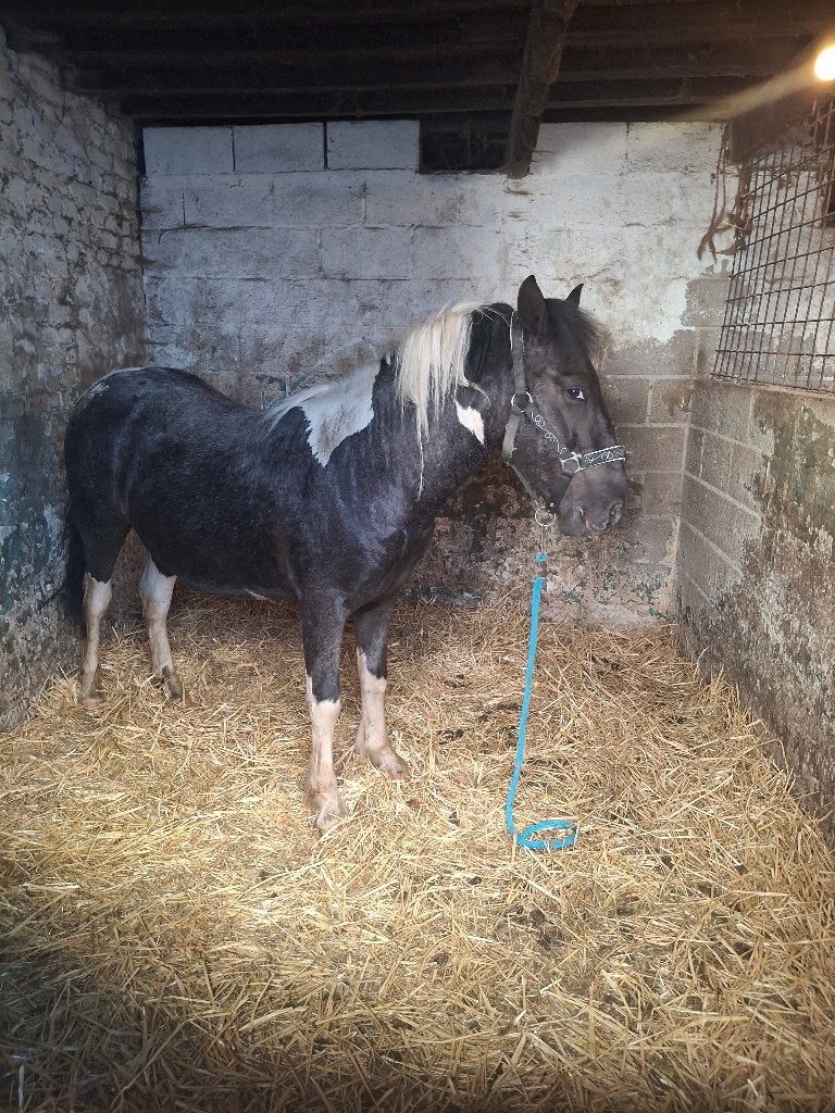 Poulain pie appaloosa, Animaux & Accessoires, Poneys, Étalon, Poney D (1.37 m à 1.48m), Vermifugé, 0 à 2 ans
