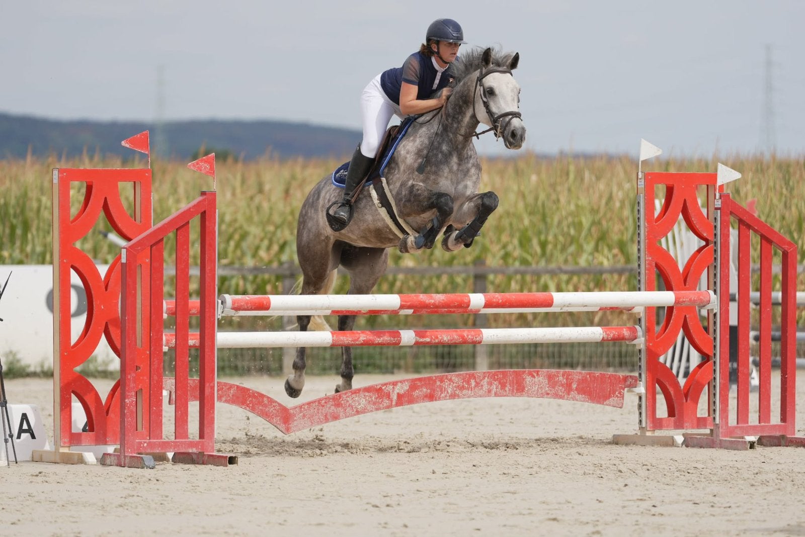 Merrie 8 jaar casall, Dieren en Toebehoren, Merrie, Met stamboom, Springpaard, Zadelmak