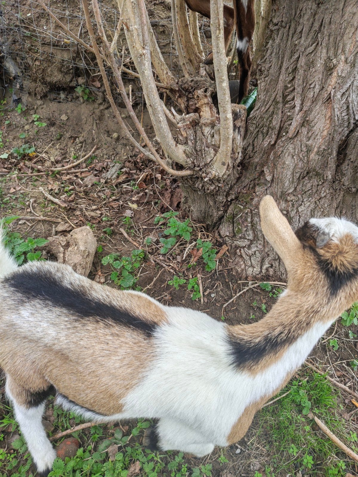 2 dwerggeiten miekes, Animaux & Accessoires