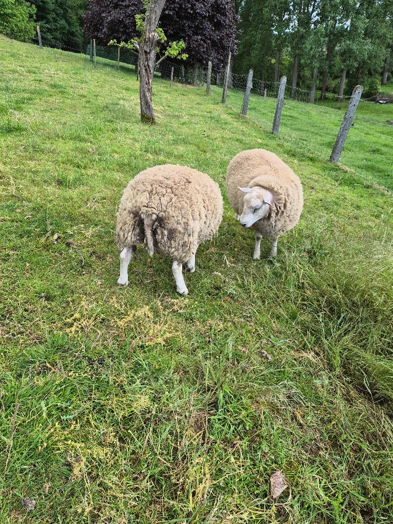 Moutons RAM, Plusieurs animaux, Mouton, 0 à 2 ans