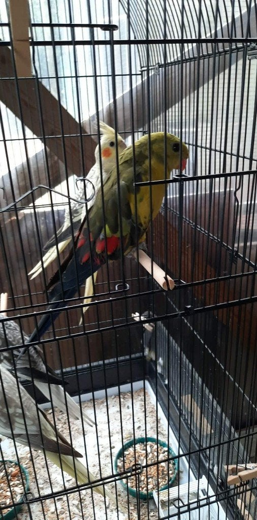 vogels, Parkiet
