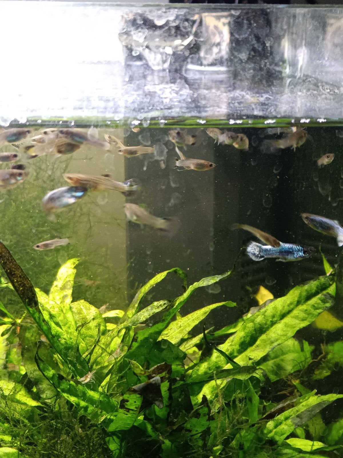 guppy