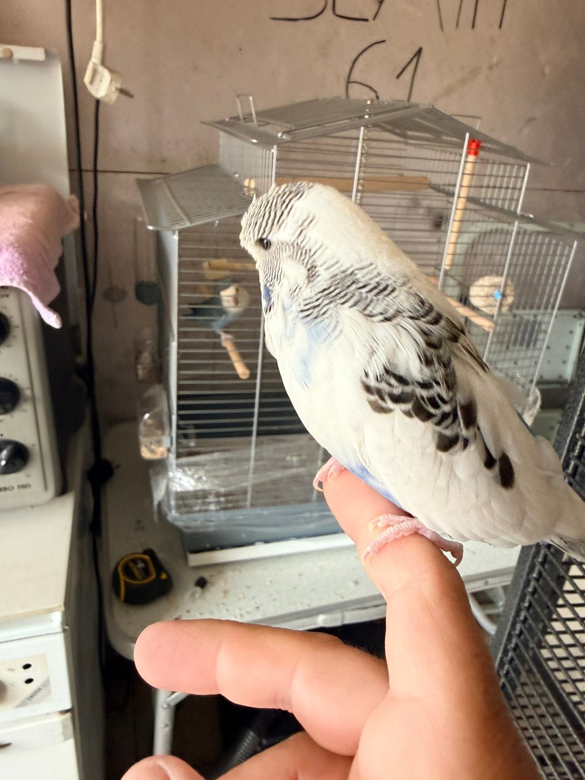 Hand tam engelse parkiet, Animaux & Accessoires, Oiseaux | Perruches & Perroquets, Perruche, Domestique