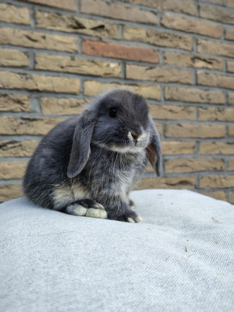 Minilop rammetjes, Dieren en Toebehoren, Konijnen, Mannelijk, Dwerg, Hangoor, 0 tot 2 jaar