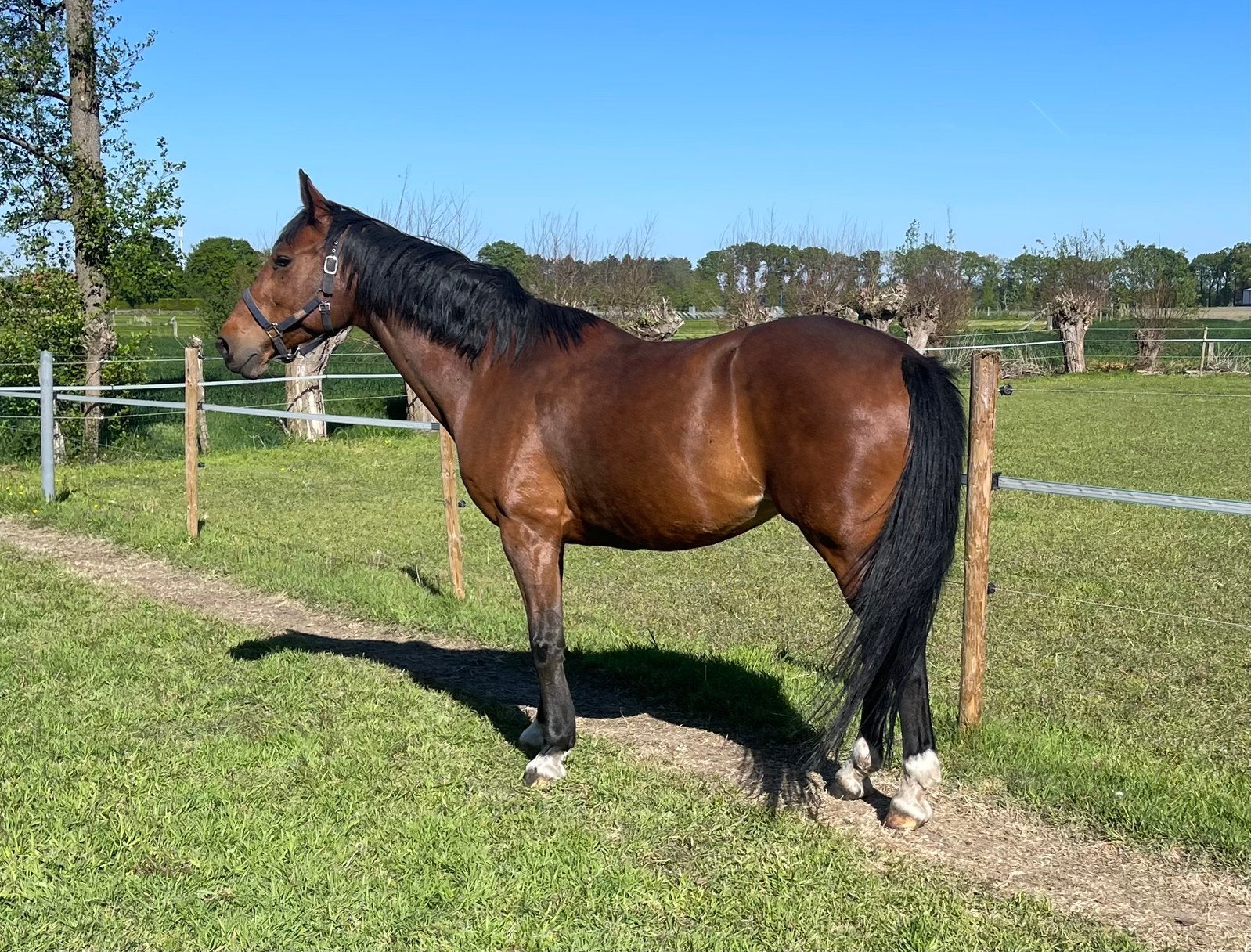 Chique merrie, Animaux & Accessoires, 11 ans ou plus, 165 à 170 cm, Avec pedigree, L