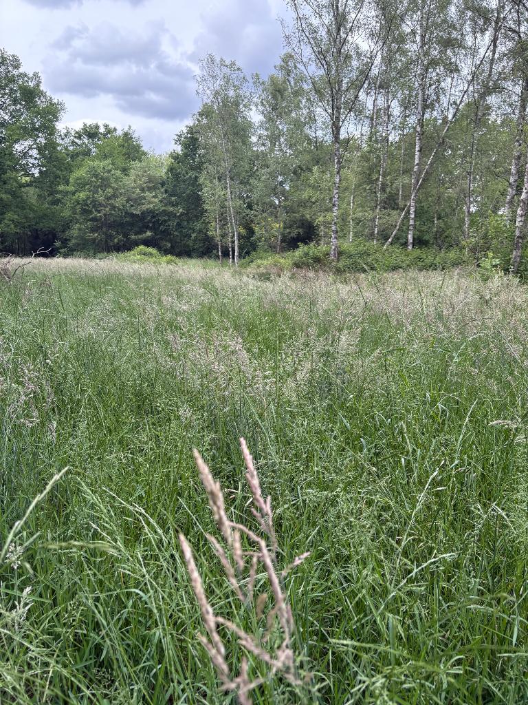 Weide, Dieren en Toebehoren, Weidegang