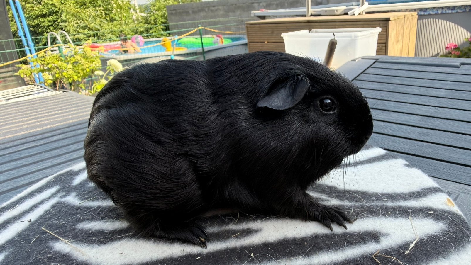 Cavia , Cobaye Mâle Poil lisse noir, Animaux & Accessoires, Enlèvement, Cobaye