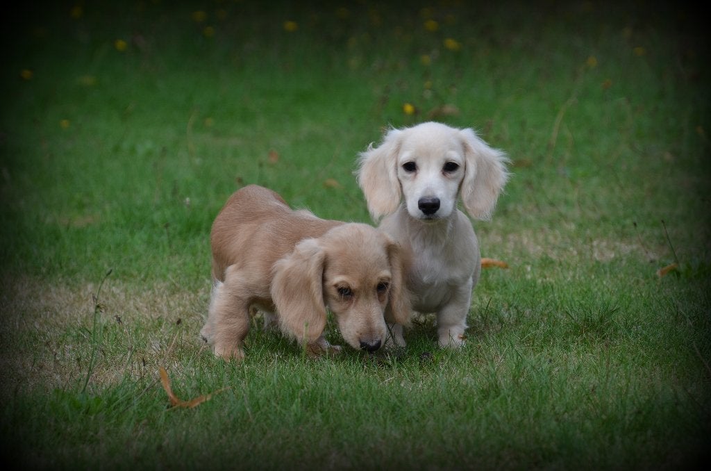 Chiots teckel blonds, Animaux & Accessoires, Chien (mâle), Maladie de Carré (chiens), Belgique, Poils longs