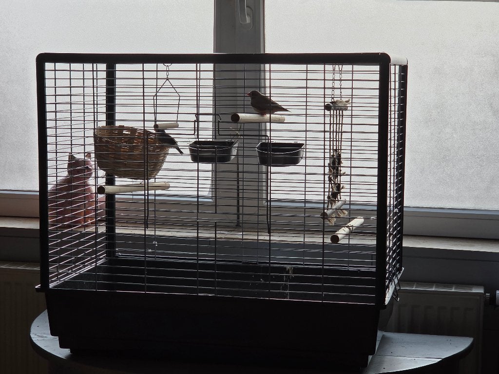 Cage mandarins, Enlèvement, Comme neuf, Métal, Cage à oiseaux