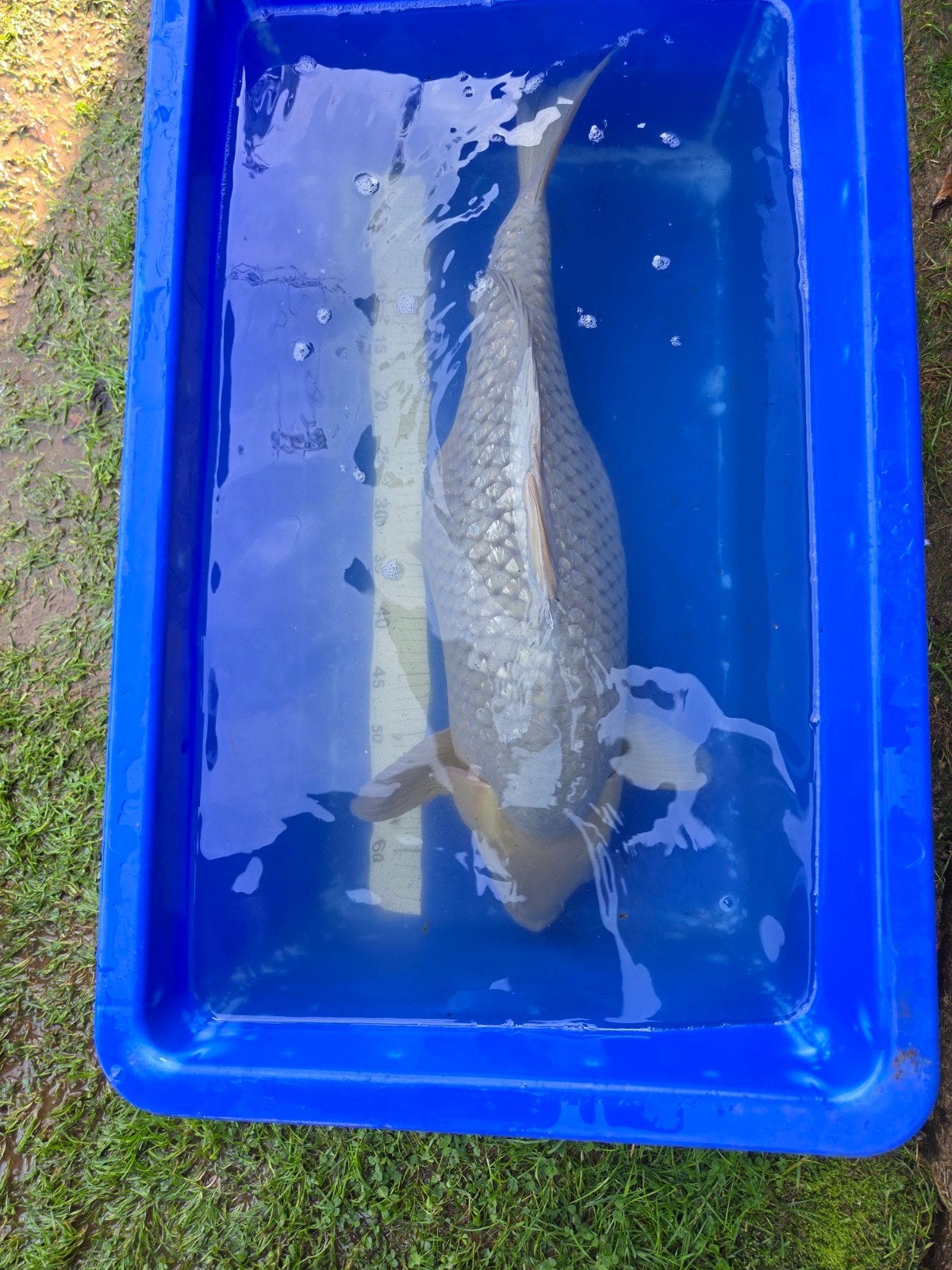 Mooie grote Soragoi 65-70cm