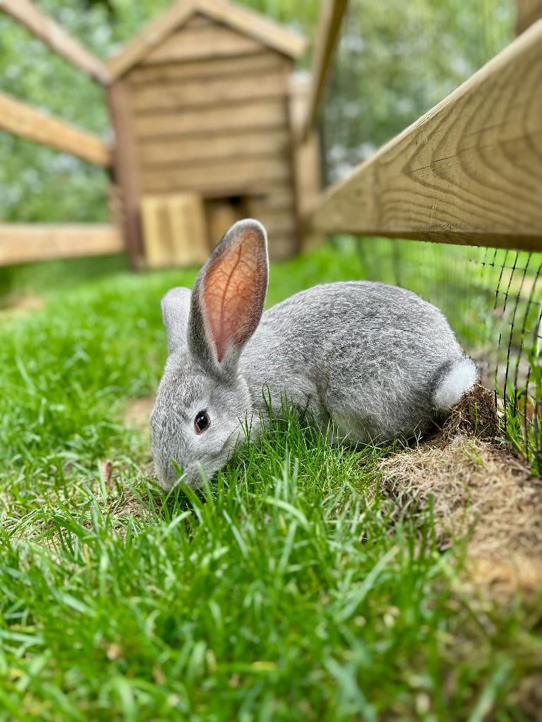 Vlaamse Reuzen konijnen te koop, Plusieurs animaux, Grand, 0 à 2 ans
