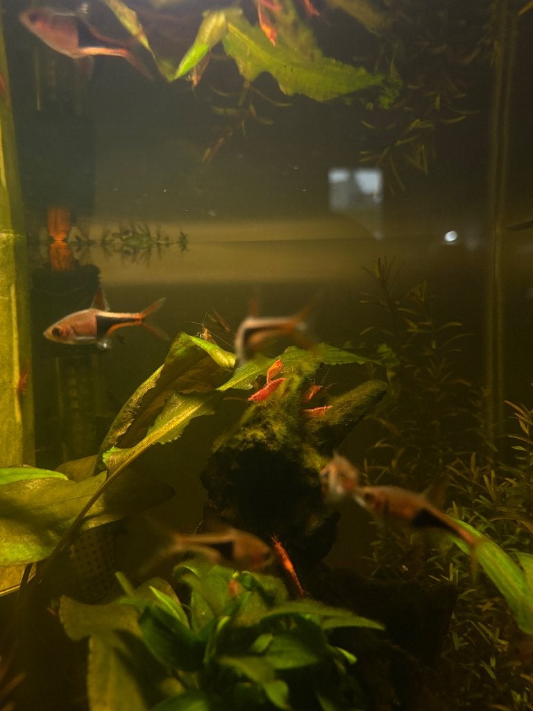 Vissen / Kegelvlekbarbelen, Dieren en Toebehoren, Vissen | Aquariumvissen, Vis, Zoetwatervis, Schoolvis