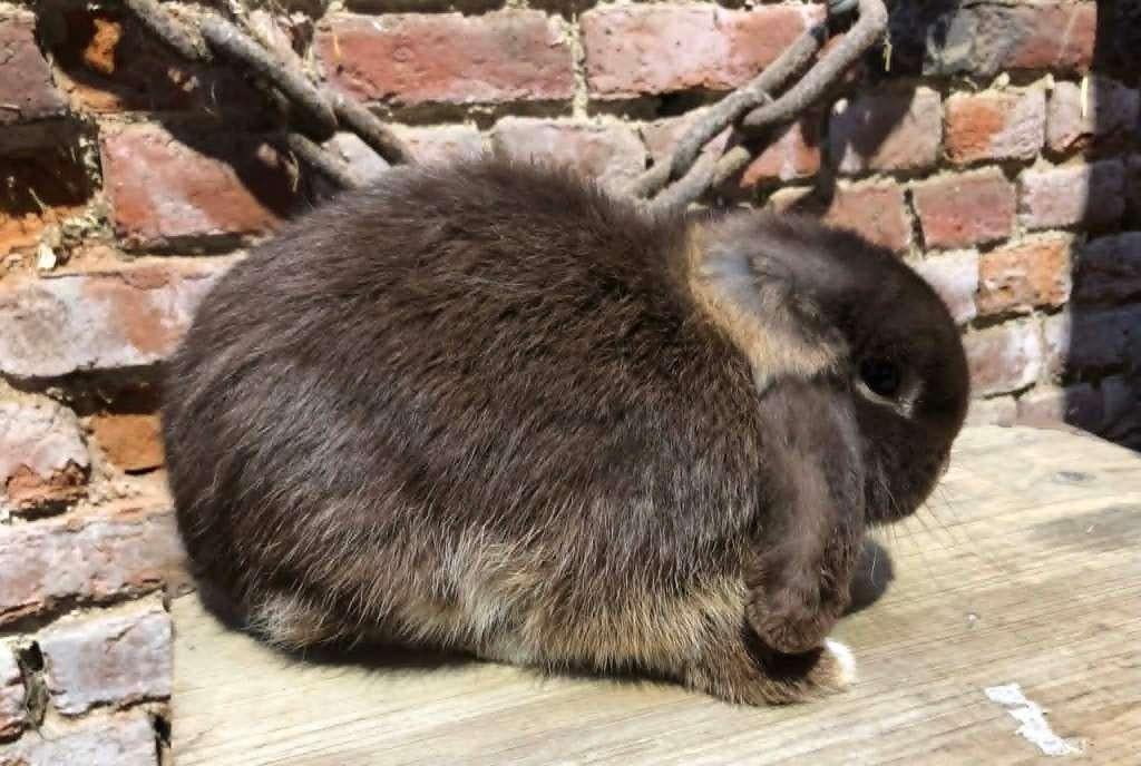 Minilop (en raison de l'arrêt du traitement), Animaux & Accessoires, Lapins, Nain, Plusieurs animaux, 0 à 2 ans, Oreilles tombantes