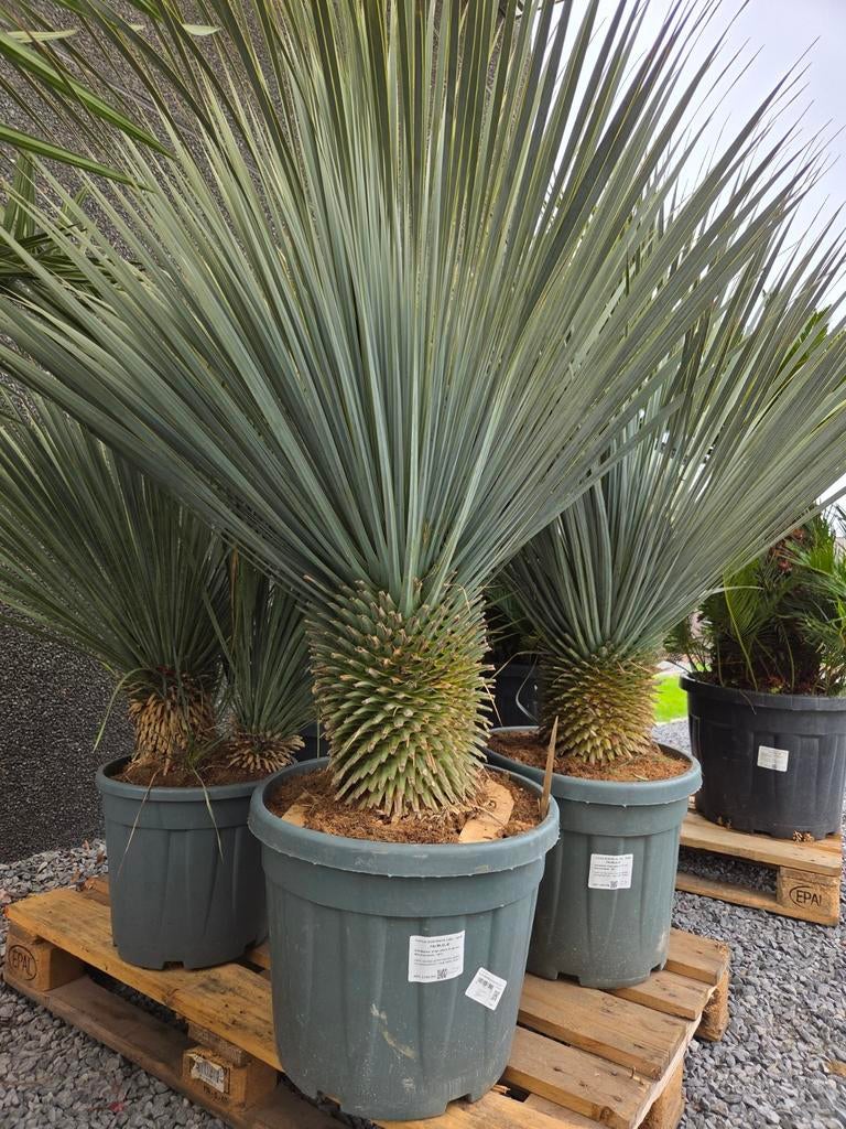 Yucca Rostrata - palmlelie, Ophalen