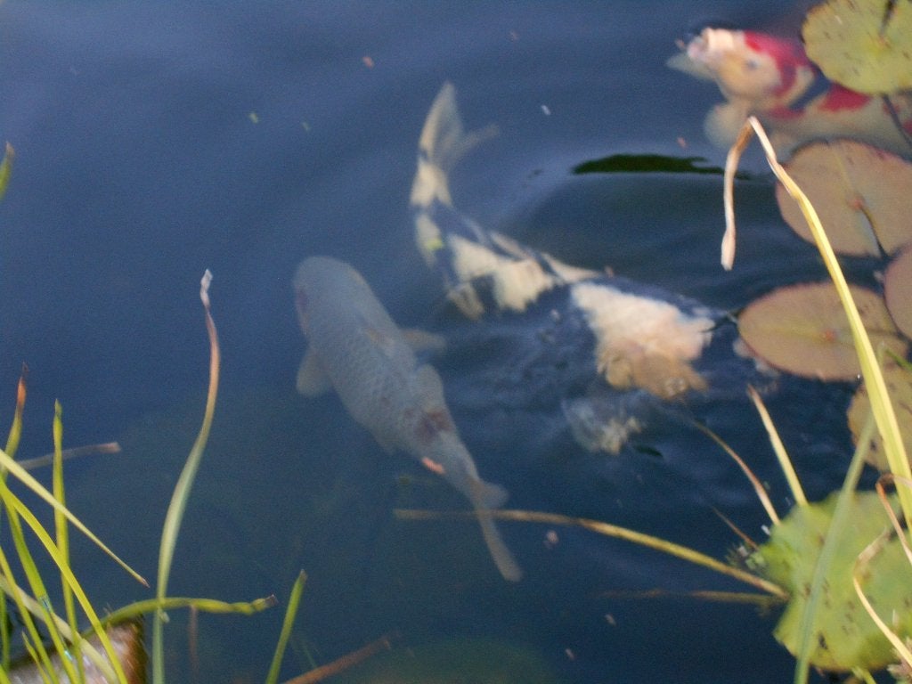 koi