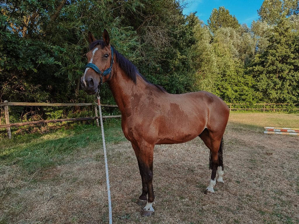 hulp gezocht voor 2 paarden en 1 pony, Avec pedigree, 11 ans ou plus, Hongre, 165 à 170 cm