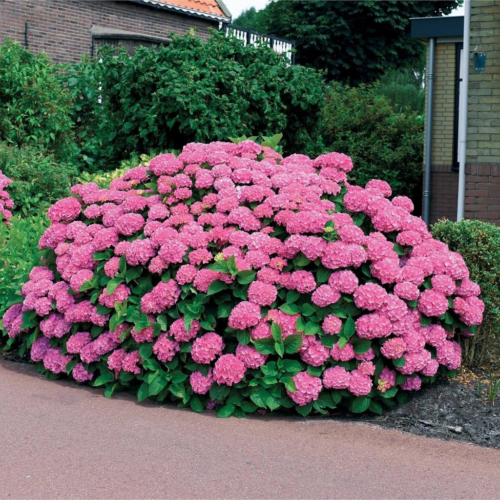 ‼️Hydranghea macrophylla alle kleuren aan stuntprijzen‼️, Enlèvement