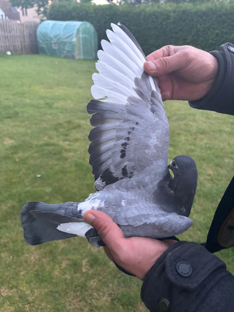Jonge postduif 2026, Dieren en Toebehoren, Vogels | Duiven