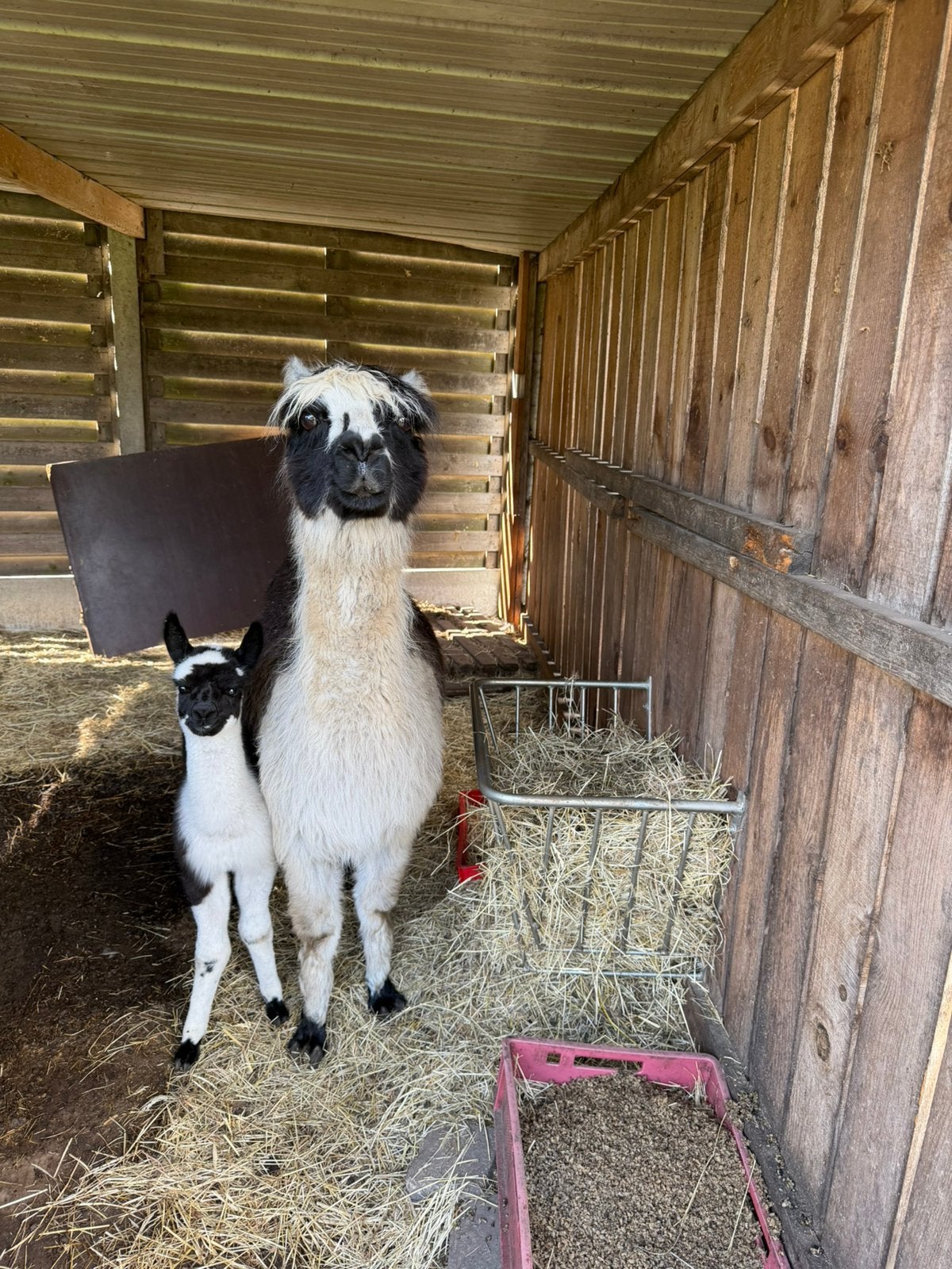 Alpaca s te koop, Januari, Vrouwelijk