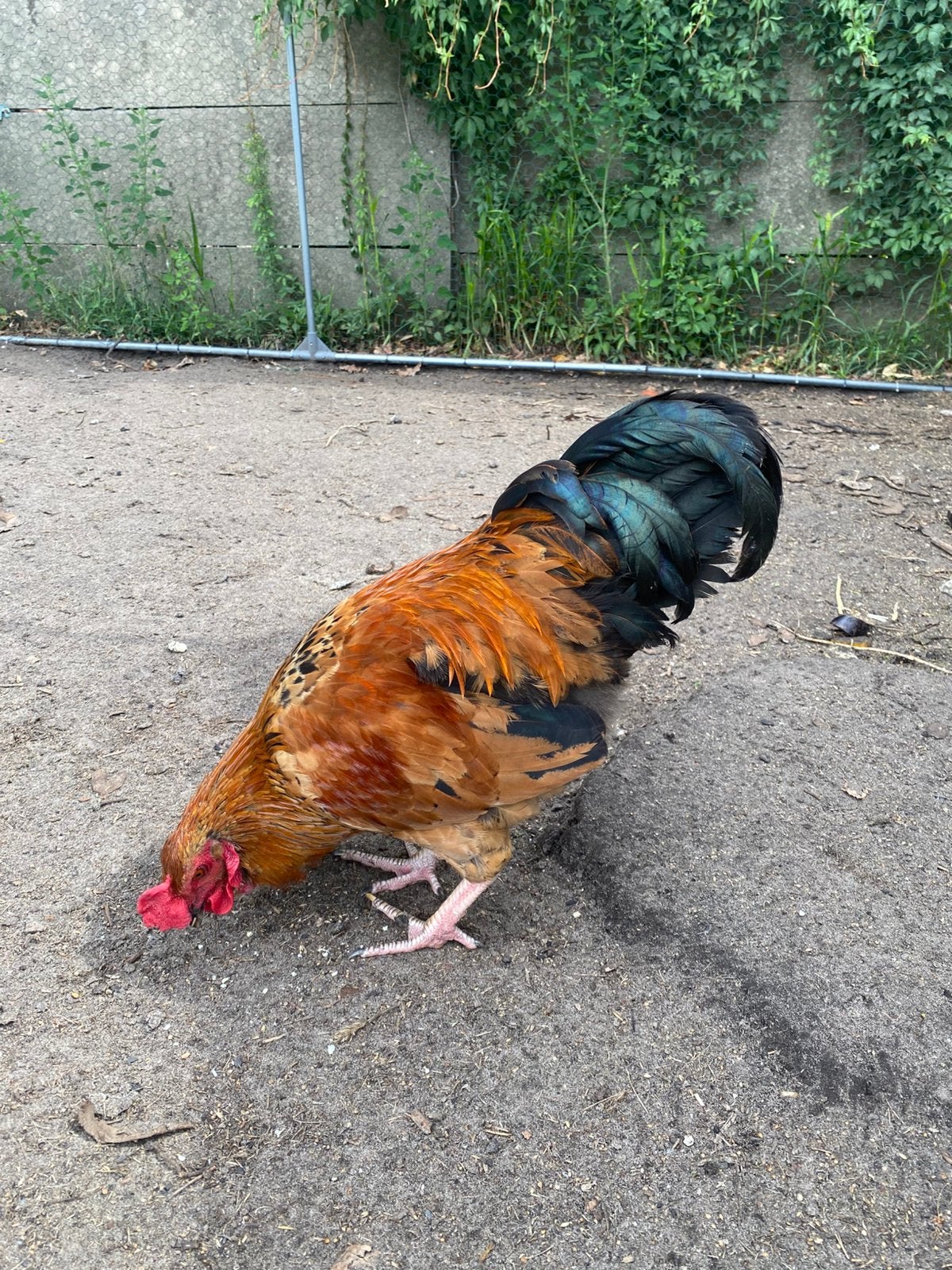 Haan, Dieren en Toebehoren, Mannelijk, Kip