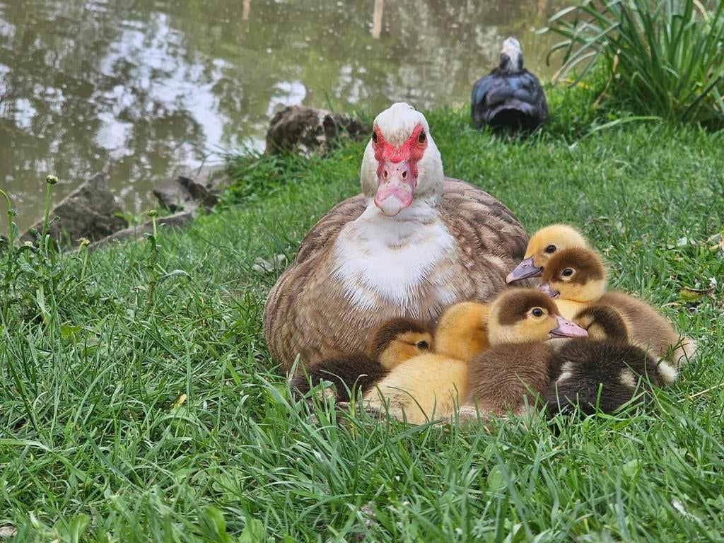 Barberie eenden te koop, Plusieurs animaux, Canard