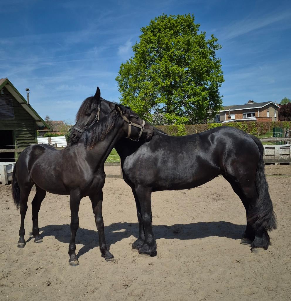 Arabo friese jaarling ruin., Dieren en Toebehoren, Ruin, Met stamboom, 0 tot 2 jaar