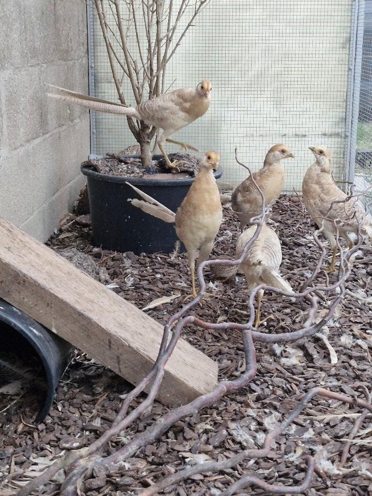 goudfazant natuurbroed, Plusieurs animaux, Autres espèces