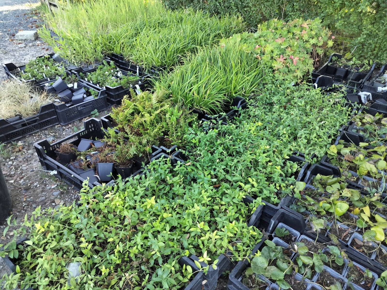 Allerlei planten, perfect voor border. 1€/st of 500€/alles, Tuin en Terras, Planten | Tuinplanten, Ophalen of Verzenden, Vaste plant